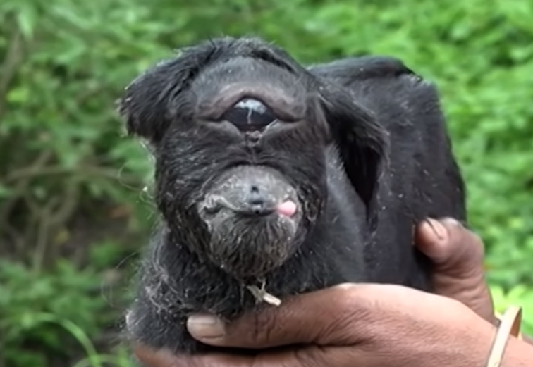Imaginea articolului VIDEO Un pui de capră născut cu un singur ochi IMENS face senzaţie în mediul online. ”Capra ciclop” i-a FERMECAT pe internauţi