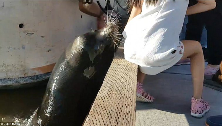 Imaginea articolului VIDEO Moment TERIFIANT pentru o fetiţă din Canada, după ce un leu de mare a muşcat-o şi a tras-o în apă