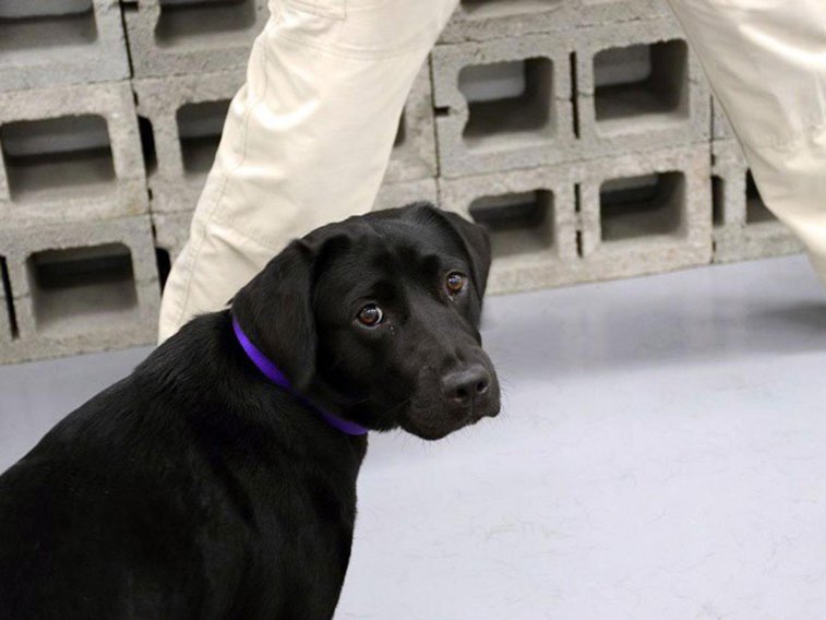 Imaginea articolului CIA renunţă la unul dintre câinii săi care adulmecă BOMBE, pentru că acesta vrea să se joace în loc să caute explozibili | GALERIE FOTO, VIDEO