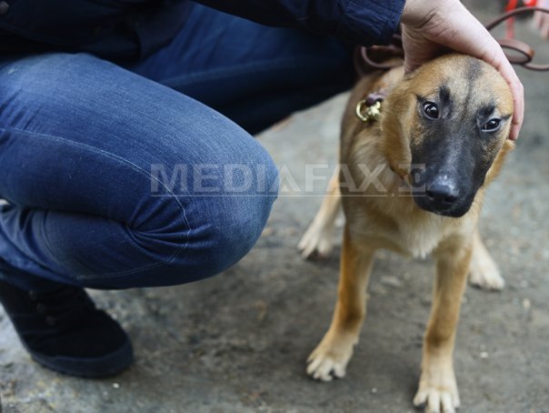 Imaginea articolului Fostă poliţistă olandeză luptă pentru câinii comunitari din România. A mers pe jos 2.000 de kilometri, prin şapte ţări