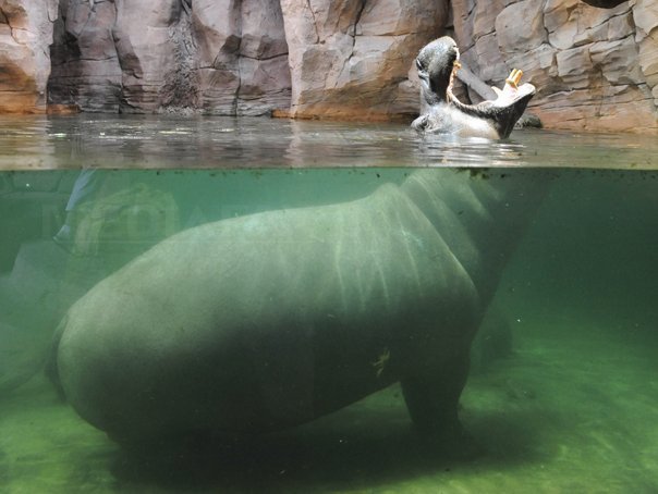 Imaginea articolului Un hipopotam a omorât un turist, în Kenya