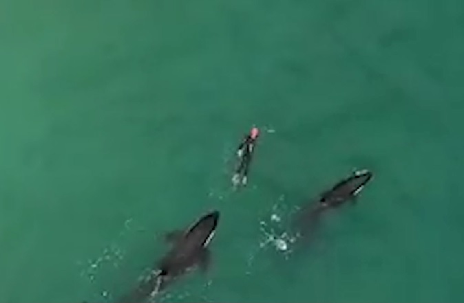 Imaginea articolului IMAGINILE ZILEI: O femeie din Noua Zeelandă s-a trezit însoţită la înot de trei balene ucigaşe