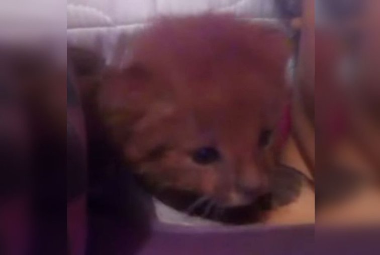 Imaginea articolului VIDEO | O adolescentă a avut un şoc când s-a dus la veterinar cu cele două „pisici” pe care le adoptase. Ce erau de fapt