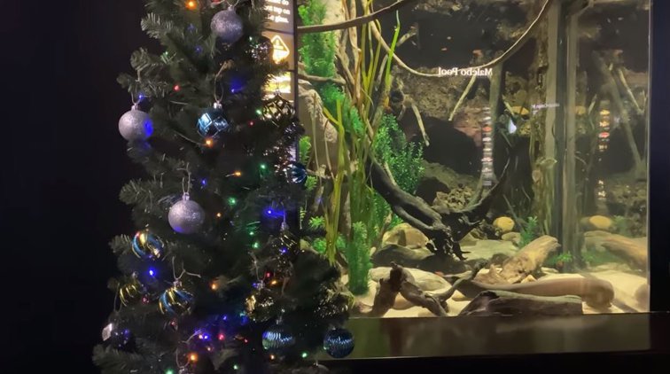 Imaginea articolului VIDEO: Ţiparul Miguel Wattson furnizează energie electrică pentru decoraţiile de Crăciun de lângă acvariul lui
