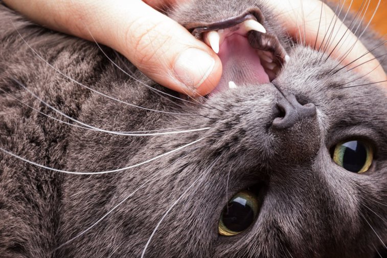 Imaginea articolului Cercetători: În anumite circumstanţe, pisicile domestice consumă cadavre de oameni