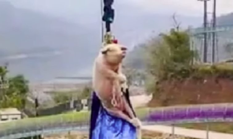 Imaginea articolului VIDEO: Scandal după ce un porc a fost aruncat în gol de la înălţime, într-un parc de distracţii. Ce s-ar fi întâmplat cu animalul imediat după incident