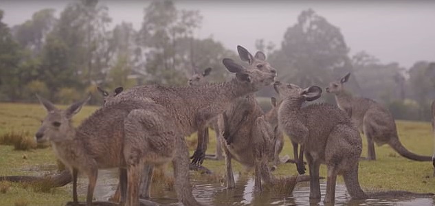 Imaginea articolului Cum au reacţionat animalele din Australia la primii stropi de ploaie, după incendiile de vegetaţie | VIDEO