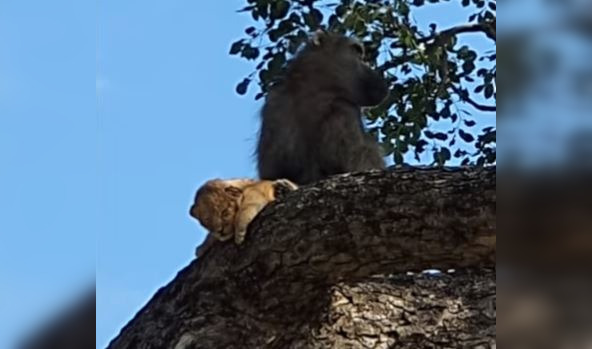 Imaginea articolului Când prada are grijă de prădător. Momentul inedit când un babuin ţine în braţe şi îngrijeşte un pui de leu | VIDEO