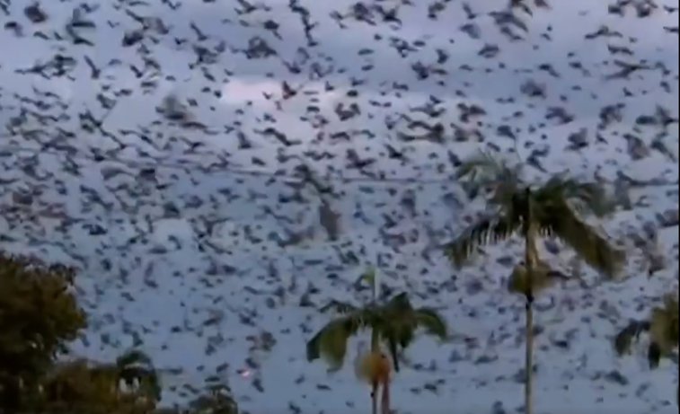 Imaginea articolului „O tornadă” de lilieci a cuprins un oraş din Australia. De ce nu pot scăpa autorităţile de ei | VIDEO