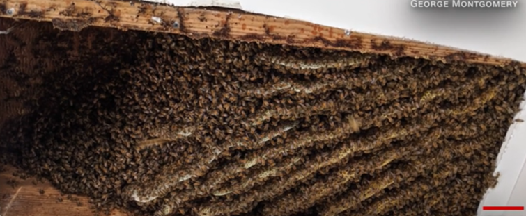Imaginea articolului Un bărbat a descoperit 100.000 de albine în tavanul casei lui