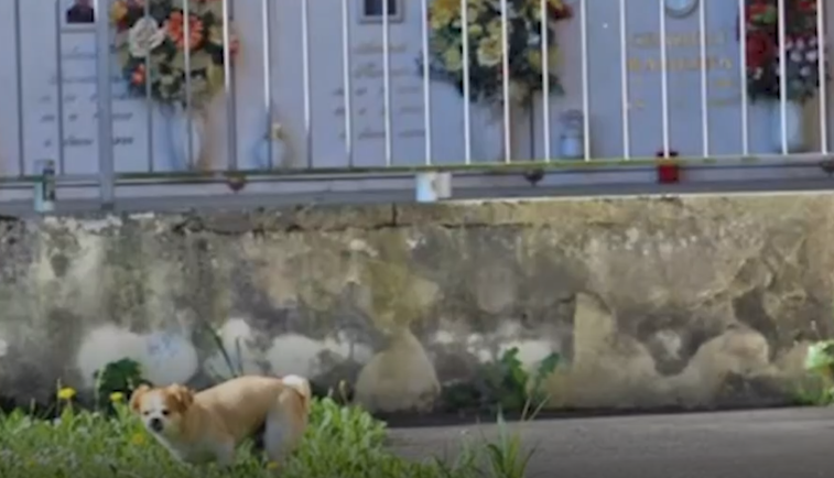 Imaginea articolului Povestea emoţionantă a câinelui Oliver. Merge în fiecare zi 1 km până la mormântul stăpânei, ucisă de coronavirus la doar 16 ani
