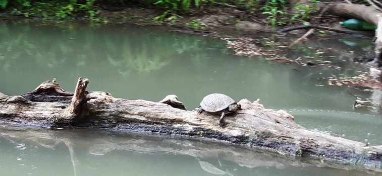 Imaginea articolului Broaşte ţestoase de apă, observate pe canalul Litcov din Delta Dunării FOTO