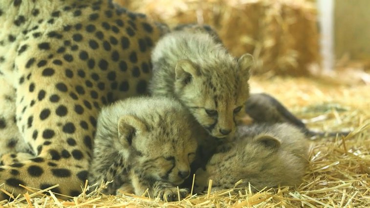 Imaginea articolului Patru pui de ghepard s-au născut la Grădina Zoologică din Viena. Animalul, pe cale de dispariţie
