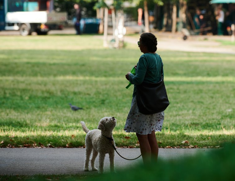 Imaginea articolului Nemţii vor fi obligaţi să îşi plimbe câinii de două ori pe zi. O nouă lege va reglementa prietenia demonstrată faţă de animalele de companie