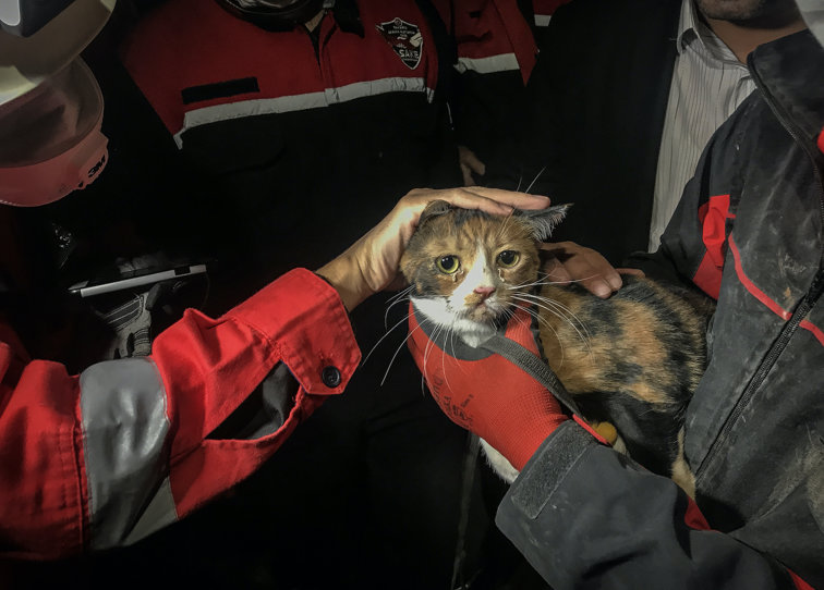 Imaginea articolului O pisică rănită a fost salvată de sub dărămăturile unui bloc din Izmir de către un câine poliţist la capătul a 33 de ore de căutări