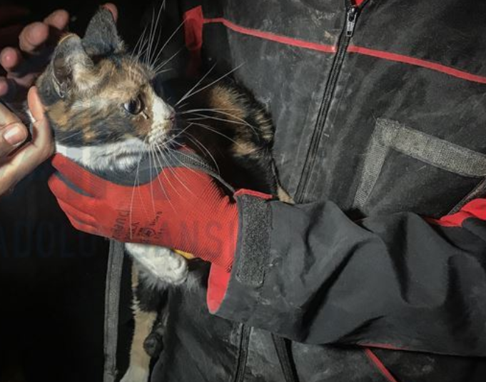 Imaginea articolului O pisică rănită a fost salvată de sub dărămăturile unui bloc din Izmir de un câine poliţist