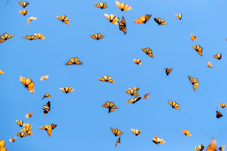 Imaginea articolului A început migraţia anuală a fluturelui monarh. Mii de exemplare zboară spre Mexic
