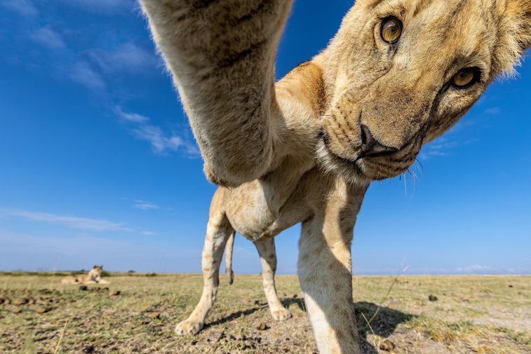 Imaginea articolului O leoaică şi-a făcut un selfie în jungla din Kenia