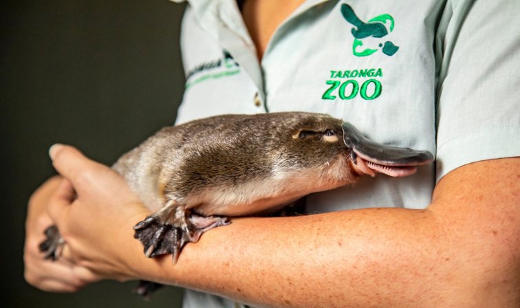 Imaginea articolului Ornitorincii, pe cale de dispariţie. Planul de salvare lansat de o grădină zoo din Australia