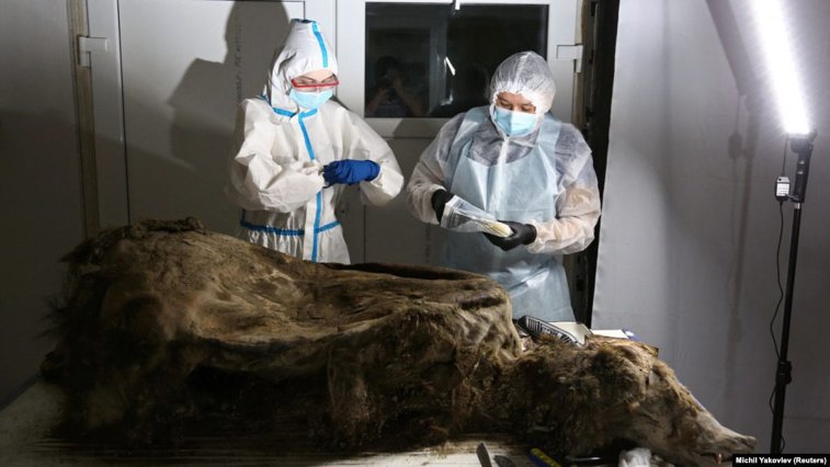 Imaginea articolului Oamenii de ştiinţă studiază un urs brun îngheţat timp de 3.500 de ani