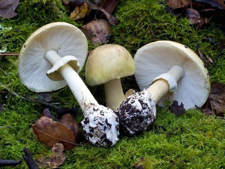 Imaginea articolului Potenţial antidot pentru toxina din cea mai otrăvitoare ciupercă din lume