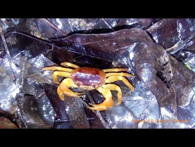 Imaginea articolului O nouă specie de crab a fost descoperită în India