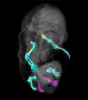 Imaginea articolului Şoarece cu şase picioare, rezultatul întâmplător al unui experiment genetic
