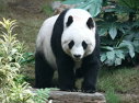 Imaginea articolului O analiză a fecalelor urşilor panda a arătat de ce animalele au probleme cu reproducerea