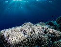 Imaginea articolului Recifele de corali suferă al patrulea episod global de înălbire