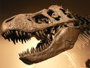 Imaginea articolului Cercetătorii sugerează că dinozaurii T. Rex erau precum crocodilii gigantici în privinţa inteligenţei