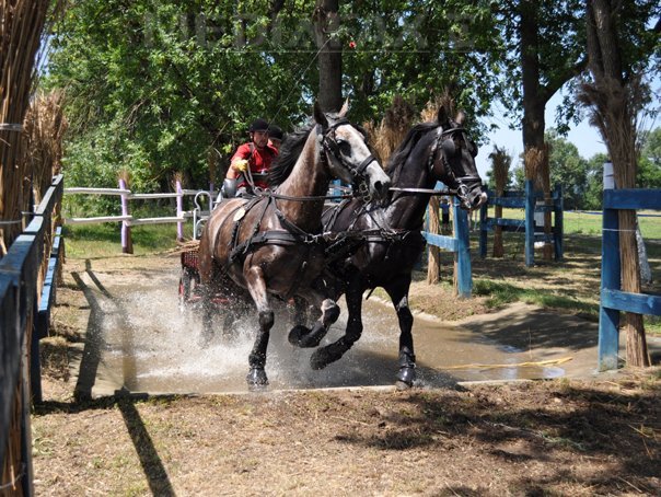 Imaginea articolului Viteză, măiestrie, rezistenţă, la Campionatul naţional de atelaje pentru doi şi patru cai - GALERIE FOTO