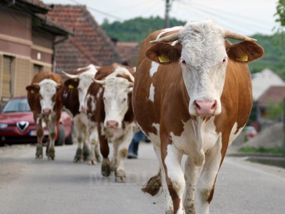 Imaginea articolului Romanian Cattle Farmers To Receive RON410/Head In State Aid