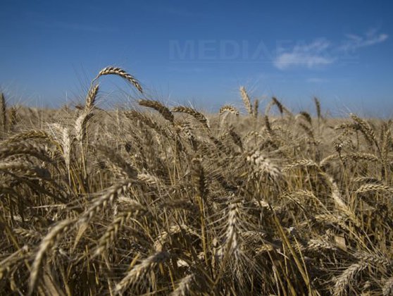 Imaginea articolului EC Taxation Dept Supports Romania's Request for Reverse Taxation For Cereal