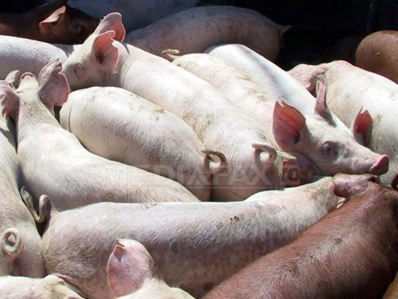Imaginea articolului Romania May Have Imported Dioxin-Contaminated Pork From Germany – Local Producers