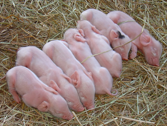 Imaginea articolului Romanian Govt Prepares Poultry, Pig Welfare Legislation