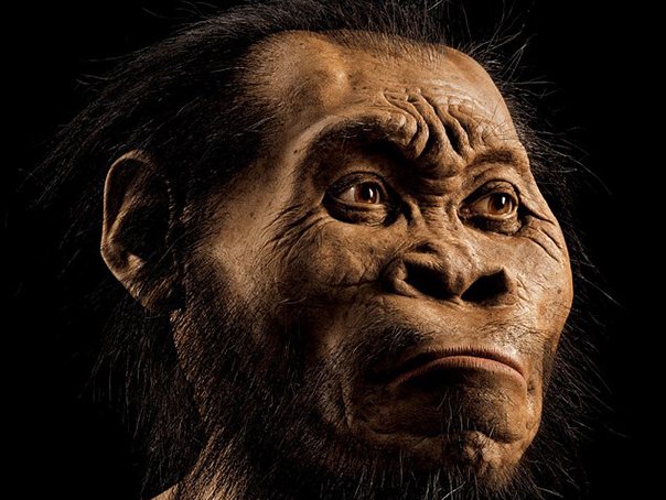 Imaginea articolului O nouă specie de hominid, descoperită în Africa - GALERIE FOTO