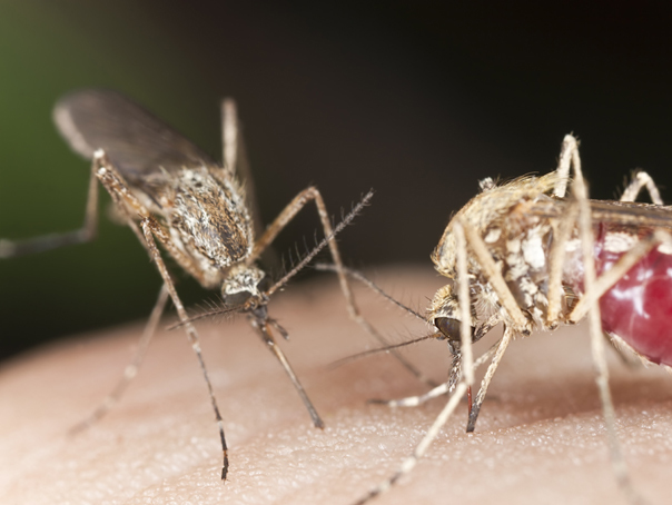 Imaginea articolului Ţânţari care nu transmit malaria, creaţi de cercetătorii americani