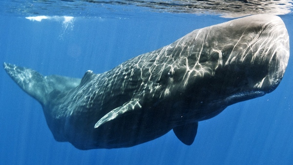 Imaginea articolului O specie străveche de balenă, redenumită după o creatură legendară din romanul "Moby Dick"