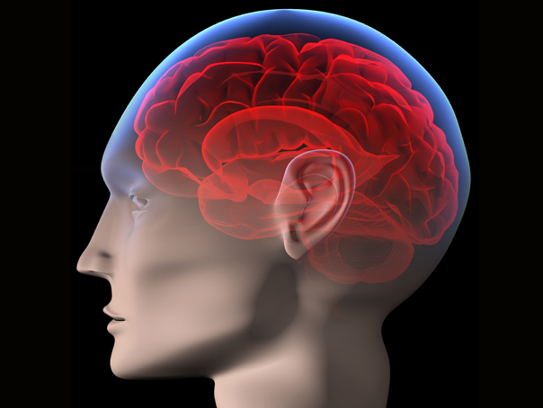 Imaginea articolului STUDIU: Creierul uman ar putea memora o cantitate de date echivalentă cu întregul Internet