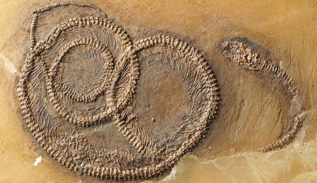 Imaginea articolului Paleontologii au descoperit un ''lanţ trofic'', vechi de 48 de milioane de ani