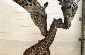 Imaginea articolului Secretul genetic al girafei, cel mai faimos şi graţios gigant al savanei Africane, a fost elucidat