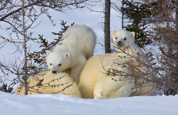 Imaginea articolului Studiu îngrijorător: Urşii polari ar putea dispărea aproape în totalitate până în 2100. Cum le afectează traiul schimbările climatice