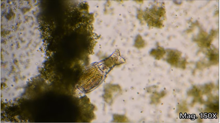 Imaginea articolului Organismele care trăiesc la nesfârşit. Cercetătorii au descoperit un animal microscopic care a supravieţuit 24.000 de ani îngheţat