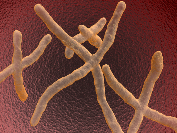 Imaginea articolului Oamenii de ştiinţă ar putea avea un răspuns la modul în care cromozomii capătă forma de X