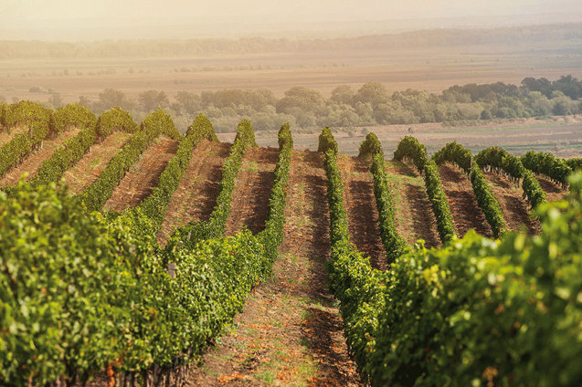 Bursă. Producătorul de vinuri Purcari cheamă acţionarii să voteze un dividend cu randament de 4,5%. Plata, pe 16 august