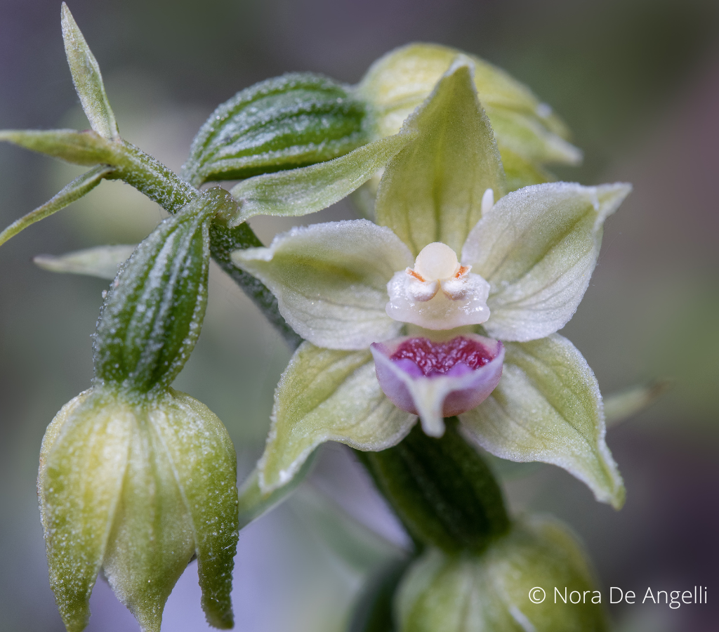 O nouă specie de orhidee a fost descoperită în Munţii Bucegi de o cercetătoare de la Universitatea de Ştiinţe Agronomice Bucureşti