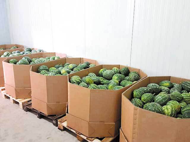 O cooperativă agricolă din Ialomiţa le vinde retailerilor peste 10.000 de tone de pepeni şi legume. Formată din opt fermieri, cooperativa a ieşit la export în Lidl Cehia în acest an