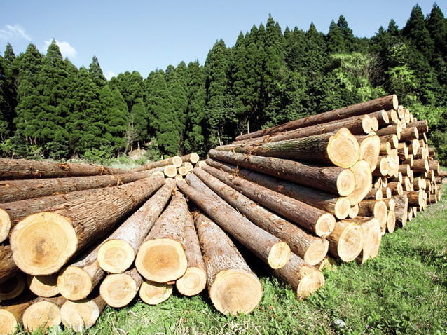 Holzindustrie Schweighofer are undă verde pentru fabrica de prelucrare a lemnului din Covasna