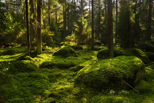 Romsilva mai pierde un milion de hectare de pădure