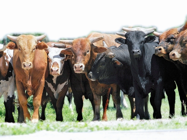Un fermier din Teleorman a renunţat la 1.200 de vaci sub presiunea preţurilor oferite de francezii de la Danone